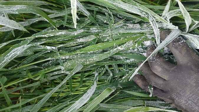 Sul do Brasil registra temperaturas de até 7°C negativos, geadas e lavoura congelada