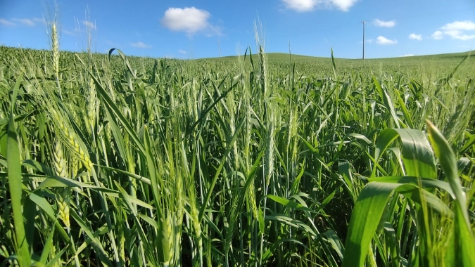 Plantio do trigo é finalizado no Rio Grande do Sul