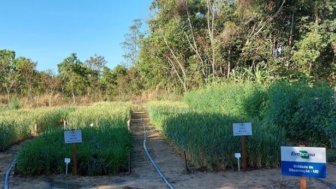 Resultados de pesquisa indicam que é possível produzir trigo de qualidade no cerrado de Roraima