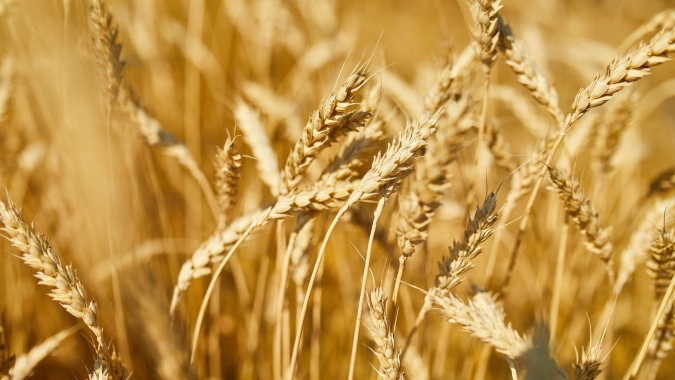 Trigo/Cepea: Mesmo com colheita atrasada, preços seguem em queda