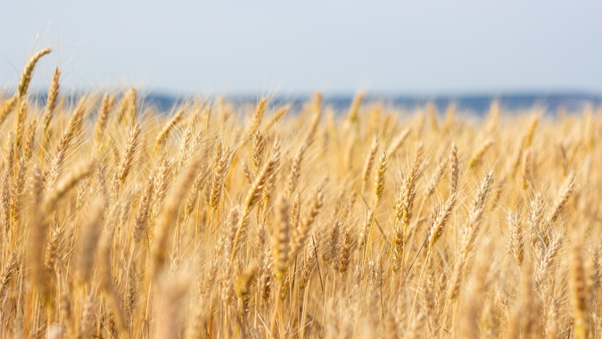 Impacto Global: variação no preço do trigo afeta o valor do pão francês no Brasil