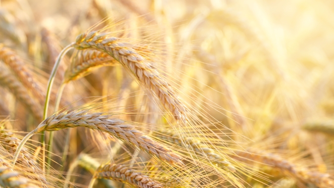 Emater projeta redução da área de trigo no RS, mas aumento de produtividade deve elevar produção em 55,27%