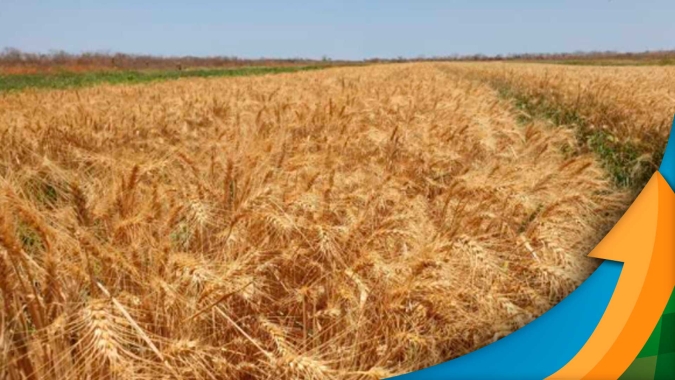 Trigo se desenvolve bem em Castro/PR e perdas em outras regiões podem beneficiar os produtores