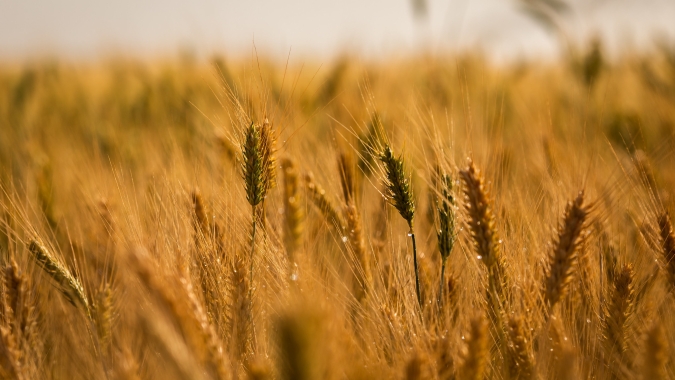 RS reduzirá área de trigo em 2025 em 10%; importação do Brasil seguirá forte