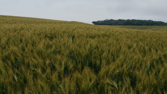 Inmet divulga possíveis impactos do inverno nos cultivos agrícolas pelo país