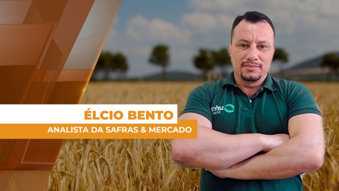 Plantio do trigo avança no sul do país e mercado interno com preços pressionados