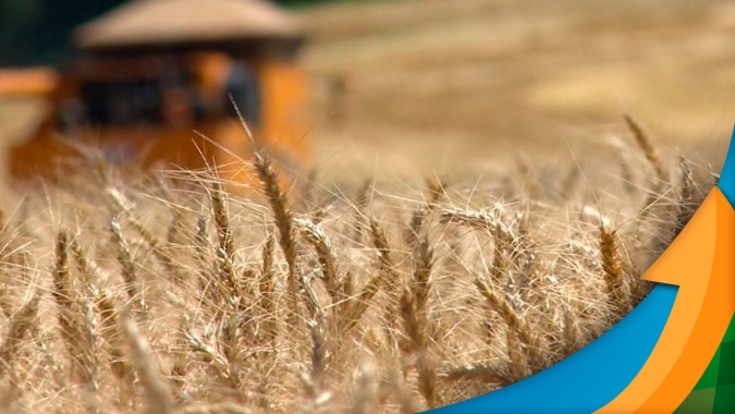 Paraná já colheu mais da metade do trigo e espera safra menor do que o estimado inicialmente, mas maior do que ano anterior