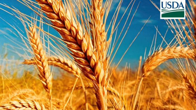 USDA informa vendas de mais de 400 mil t de grãos, entre milho e trigo, nesta 5ª feira (31)