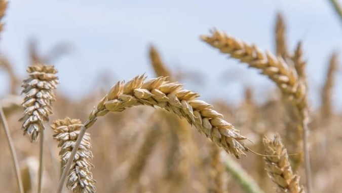 Trigo abre em leve alta na CBOT nesta segunda-feira (2)