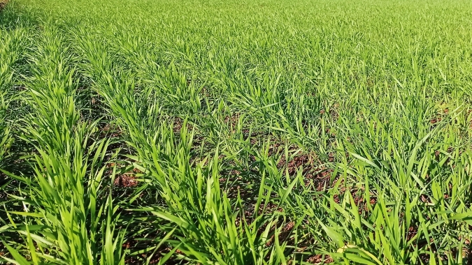 Condições climáticas favorecem o plantio e desenvolvimento do trigo no Rio Grande do Sul