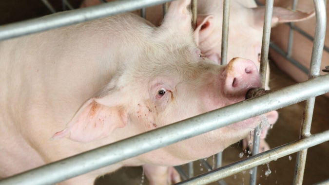 Febre aftosa avança na Grécia e pressiona produtores locais