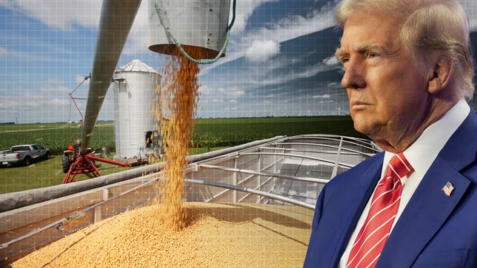 Soja: Nova fase de guerra comercial com Trump II pode tirar de US$ 1,50 a US$ 2/bushel no preço em Chicago e reduzir área nos EUA