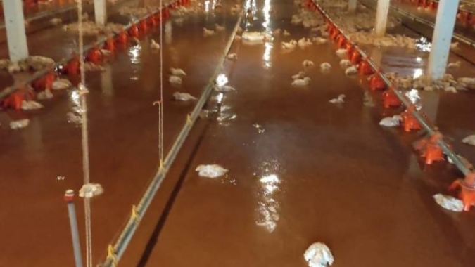 Chuvas intensas no Oeste e Noroeste do PR causam estragos em aviários