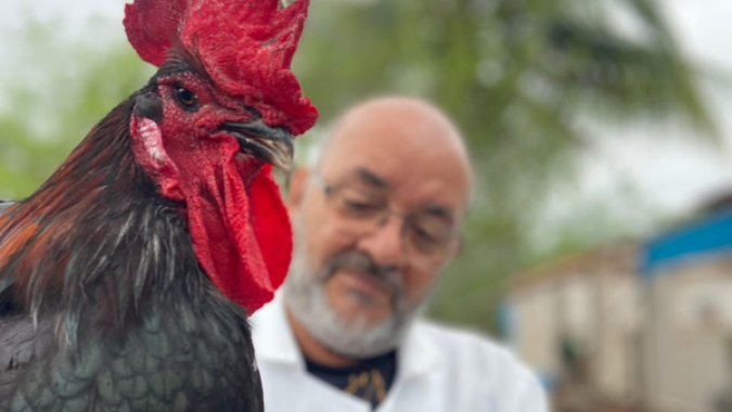 Universidade amplia distribuição de genética de aves e fortalece produção avícola na Bahia