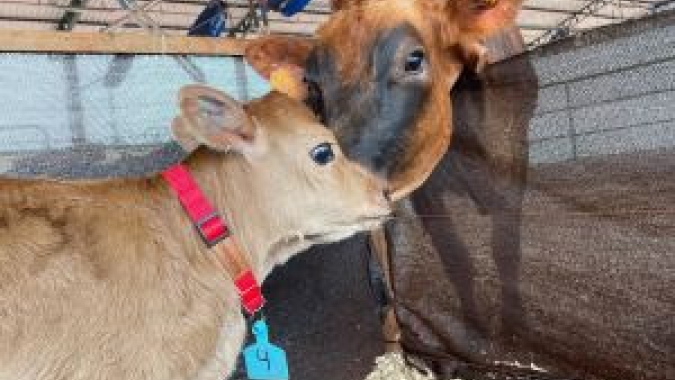 Novo centro de pesquisa da Unesp investiga sustentabilidade e bem-estar animal na produção de leite