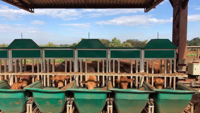 Pesquisa estuda o efeito do estresse térmico em bovinos de corte, fator limitante para produção de carne de alta qualidade