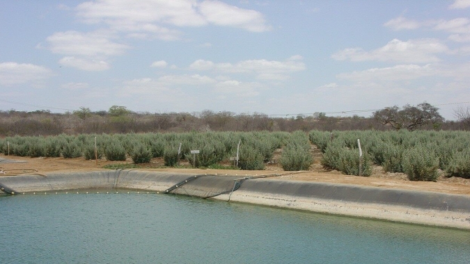Embrapa e MCTI lançam projeto Sal da Terra em Pernambuco