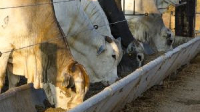 Estratégias nutricionais intensificam aproveitamento do milho no confinamento