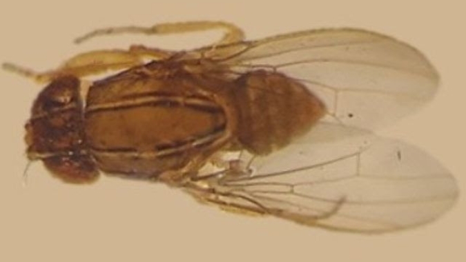 Pesquisadores da Epagri identificam nova praga de frutíferas em SC
