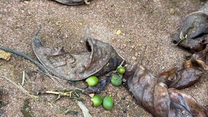 Queda de chumbinhos no café reforça importância do manejo frente à seca de 2024