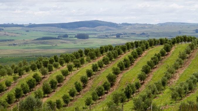El Niño: Embrapa orienta produtores do Sul a se prepararem para reduzir impactos no campo