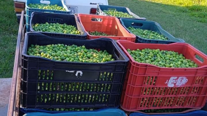 Em Pérola, noroeste do Paraná, produtores de acerola se organizam para obter selo de Indicação Geográfica