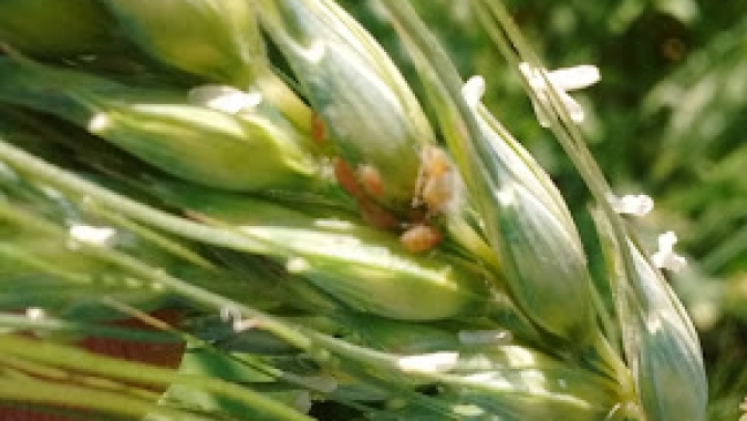 USDA: Vendas semanais de trigo 21/22 dos EUA totalizam 79,90 mil t; abaixo das expectativas
