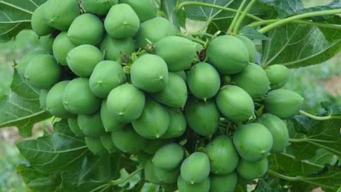 Pinhão-manso mostra potencial para controlar o pulgão-verde, praga de dezenas de culturas