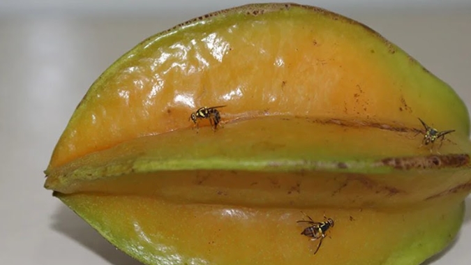 Mapa declara emergência fitossanitária em quatro estados para adoção de medidas preventivas da mosca-da-carambola