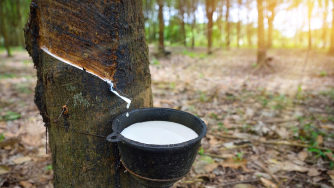 Borracha Natural: Tratativas para cooperação técnica avançam em encontro entre Secretaria de Agricultura e CONAB