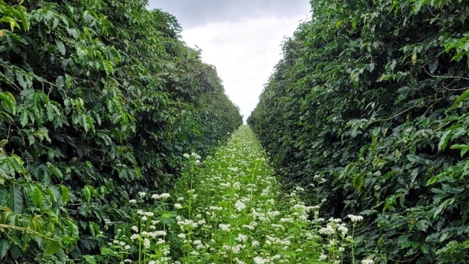 Estudo da Yara e illycaffè com adoção de práticas regenerativas registra ganhos de rentabilidade para cafeicultores