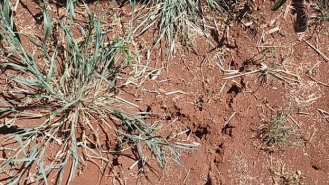 FAESP orienta e apoia produtores rurais  afetados pela alta temperatura e estiagem