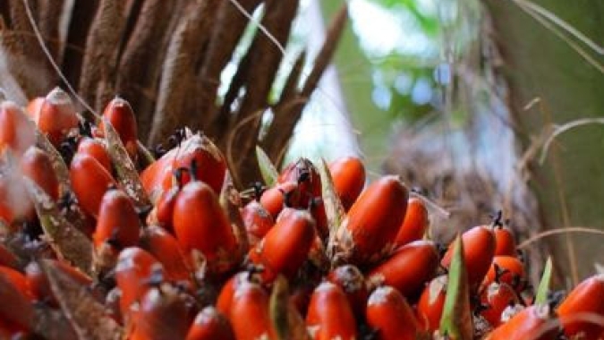 Indonésia pode confiscar mais 5 mi hectares de plantações de óleo de palma em 2026
