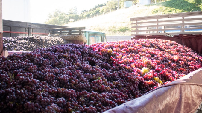 Safra 2025: Zanlorenzi Bebidas reforça a qualidade da sua produção de uvas
