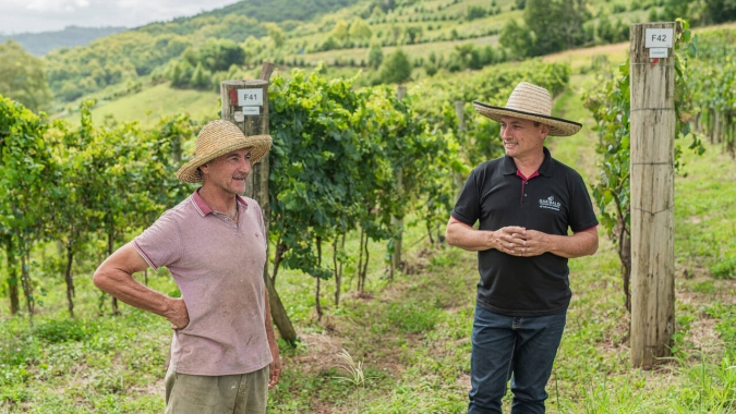 Cooperativa Vinícola Garibaldi reforça orientações a produtores diante da possibilidade de Super El Niño