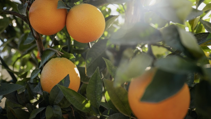 Citros/Cepea: Exportação de suco segue lenta, mas importações de laranja são recordes