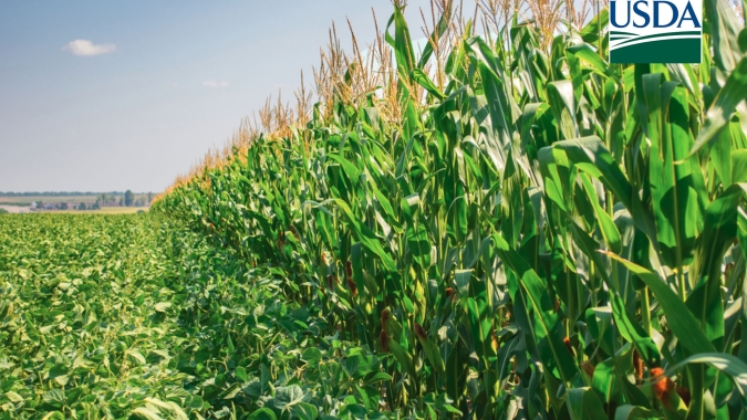 USDA volta a reduzir qualidade das lavouras de soja e milho dos EUA nesta 2ª