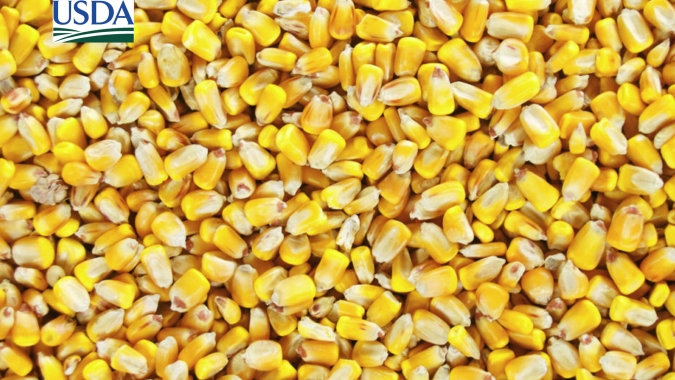 USDA informa nova venda de milho para Espanha