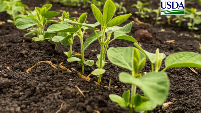 USDA: Plantio de soja segue em ritmo acelerado nos EUA e alcança 33% da área, acima de 2025