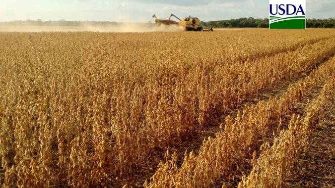 Com dados de campo, USDA de setembro deve trazer safras menores de soja e milho nos EUA