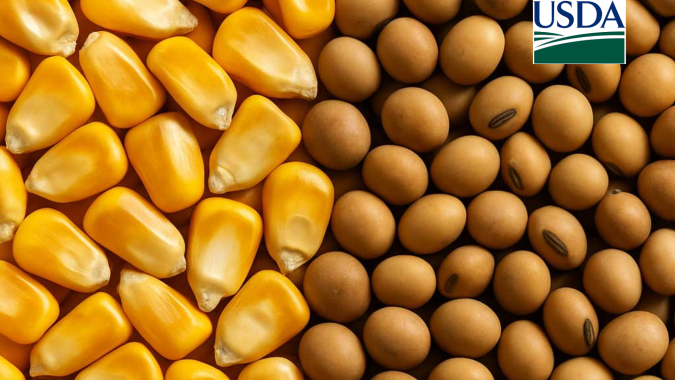 USDA: Outlook Forum projeta área maior de soja e menor de milho para safra 26/27 dos EUA