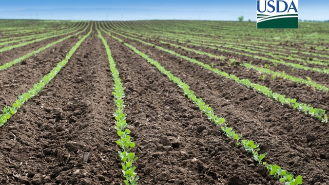 USDA traz tímida redução de área de milho e aumento na área de soja para safra 26/27 dos EUA