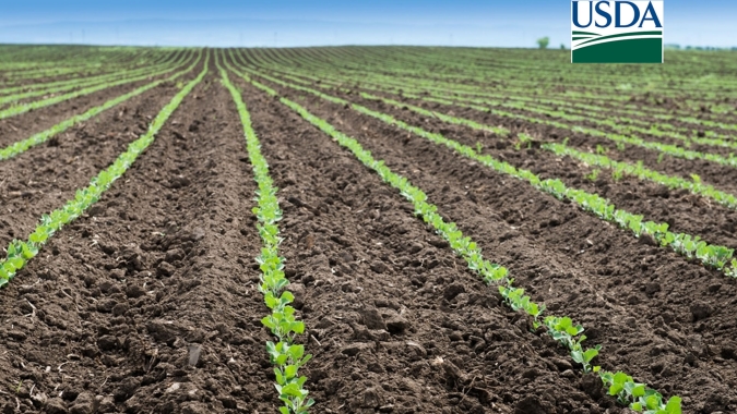USDA traz plantio de soja nos EUA acima dos esperado e superando safra anterior