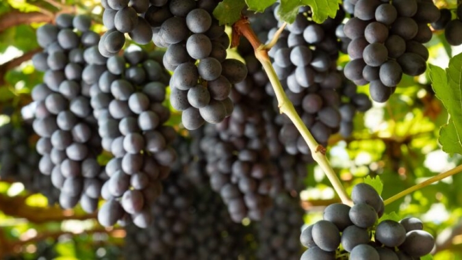 Mercado da China está aberto para a uva do Brasil, mas primeiros embarques devem ficar para 2025