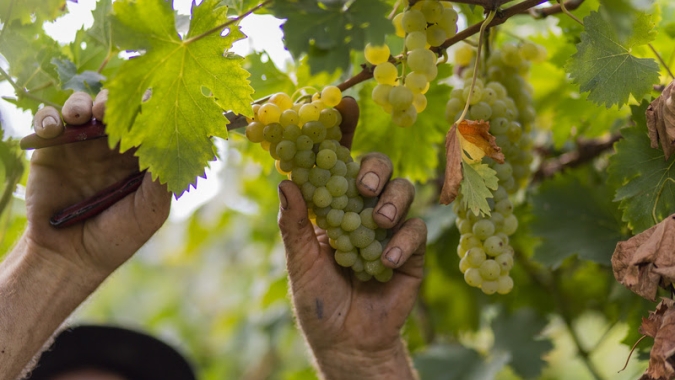 Uvas da Safra 2022 chegam à Cooperativa Vinícola Garibaldi com destaque para boa qualidade