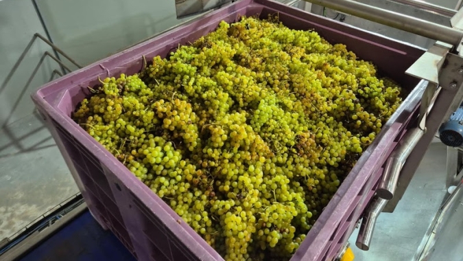 Cooperativa Vinícola Garibaldi deve receber mais de 30 mil toneladas de uvas nesta safra