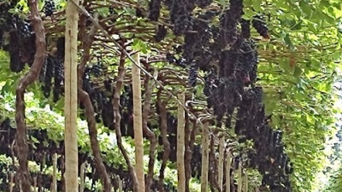 Produção de uva de mesa no Cerrado: produto cada vez mais fresco e de qualidade na mesa do consumidor