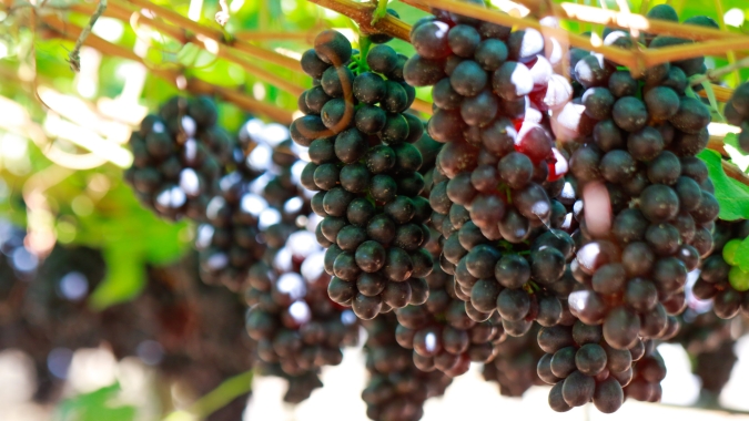 Mais oferta reduz preços de frutas, legumes e verduras em novembro