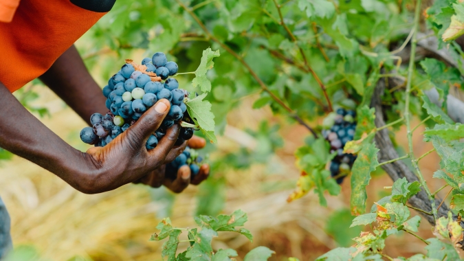 UFSM participa da criação de softwares para a identificação de nutrientes em frutíferas