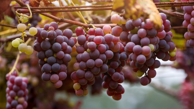 Produtora de uvas adota SAP Business One